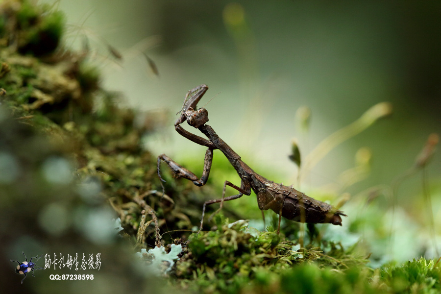 勐卡扎姆生態(tài)攝影賞析（一）