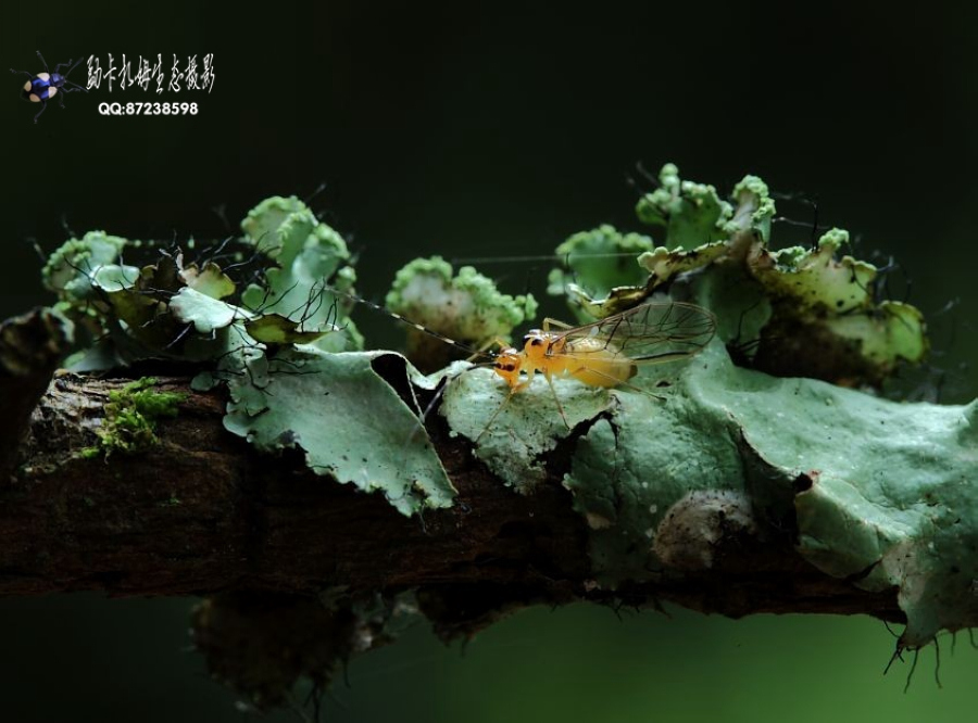 勐卡扎姆生態(tài)攝影賞析（一）