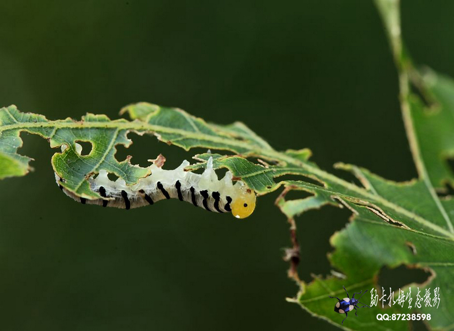 勐卡扎姆生態(tài)攝影賞析（一）