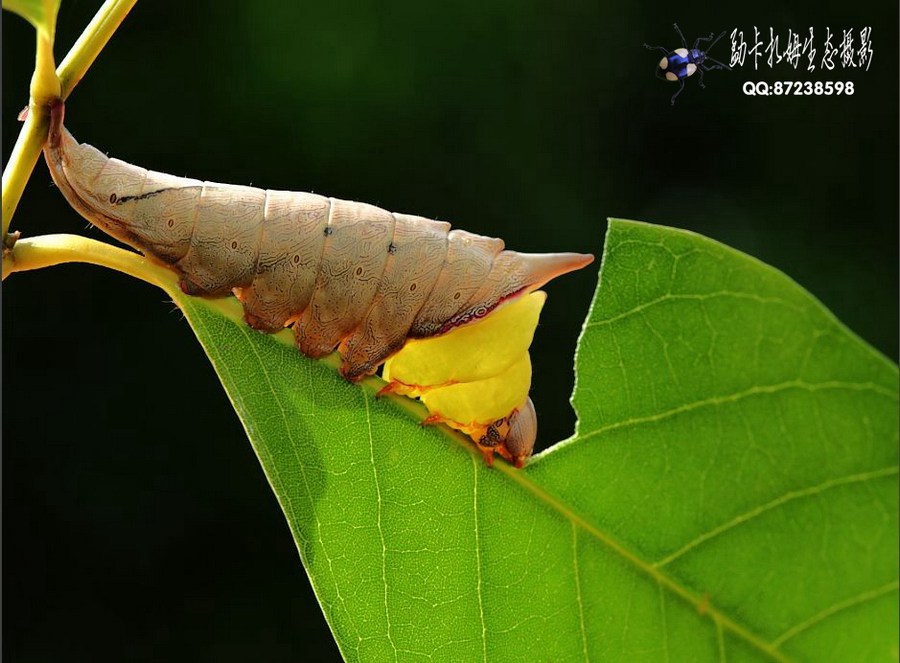 勐卡扎姆生態(tài)攝影賞析（一）