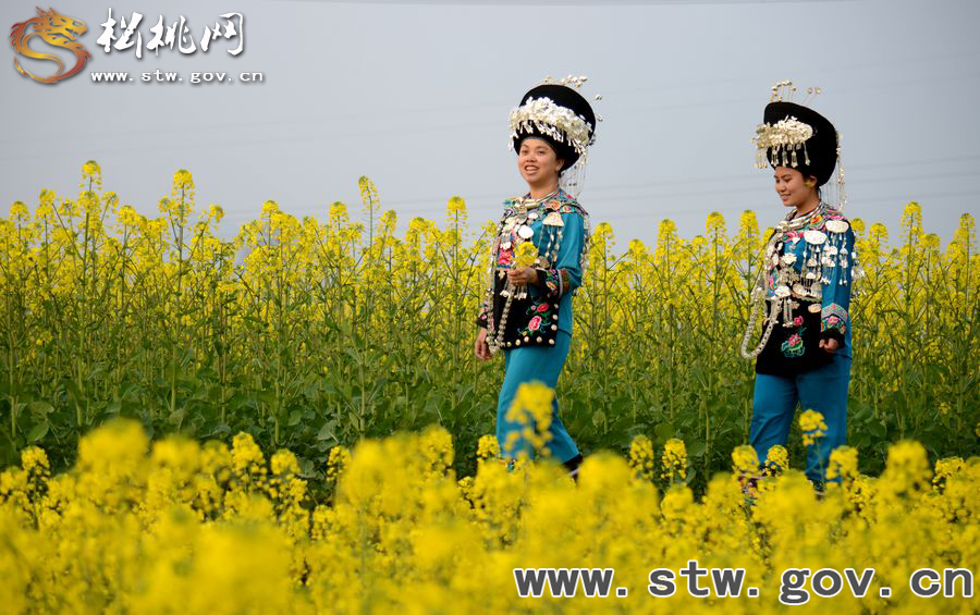 松桃安山萬(wàn)畝大壩油菜花海醉游客