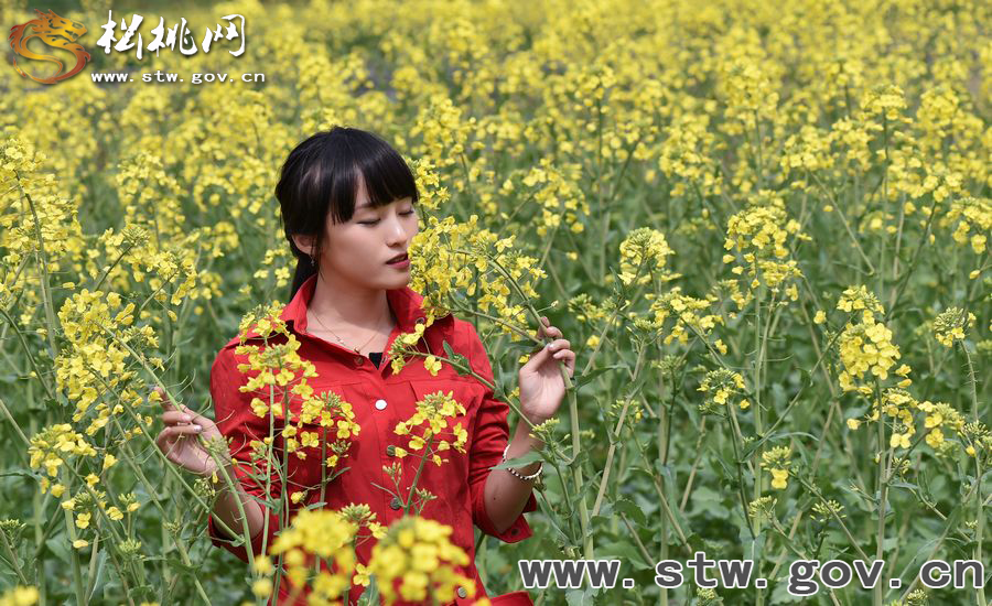 又見“府城”菜花開