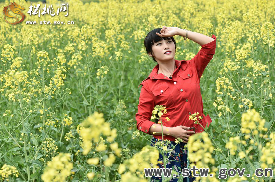 又見“府城”菜花開