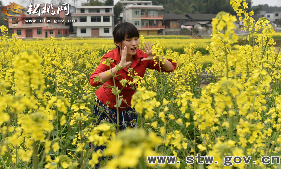 又見“府城”菜花開