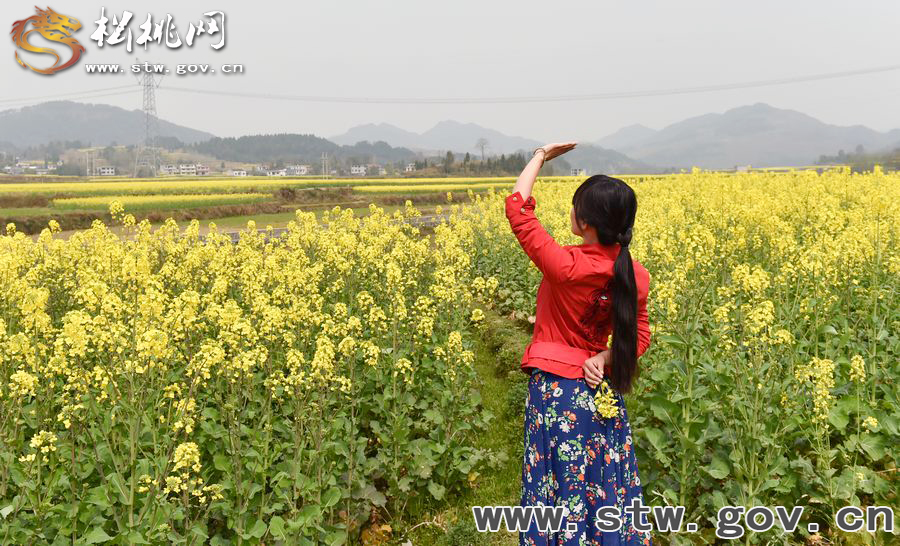 又見“府城”菜花開