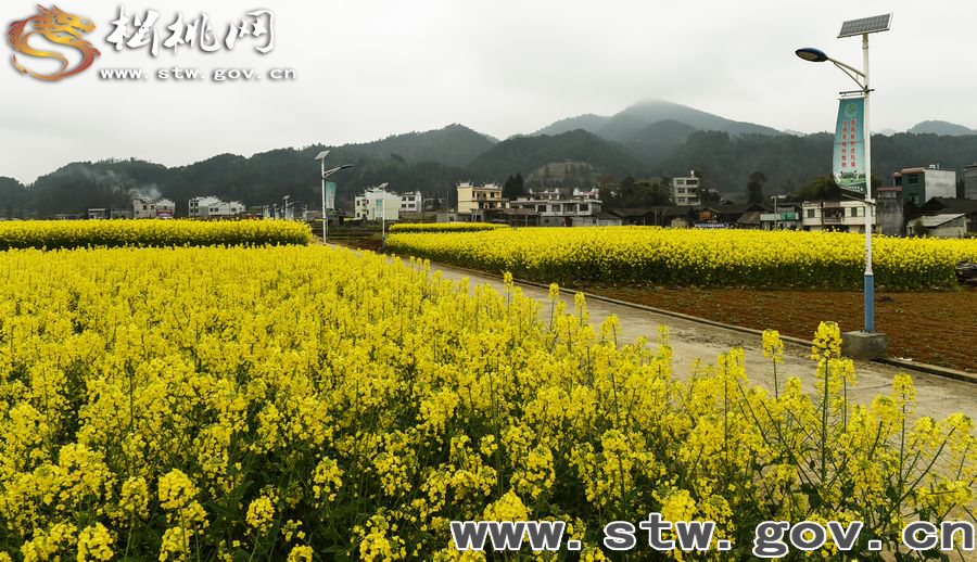周末安山賞花，做春天的鄰居