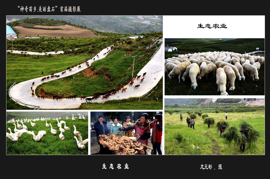 首屆“神奇苗鄉(xiāng).美麗盤石”攝影展——產(chǎn)業(yè)篇