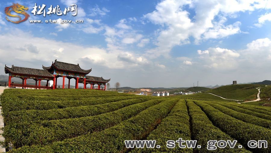 正大茶園，一道道靚麗的風(fēng)景線