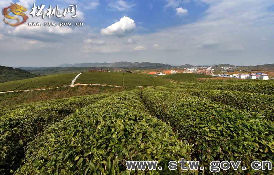 正大茶園，一道道靚麗的風景線