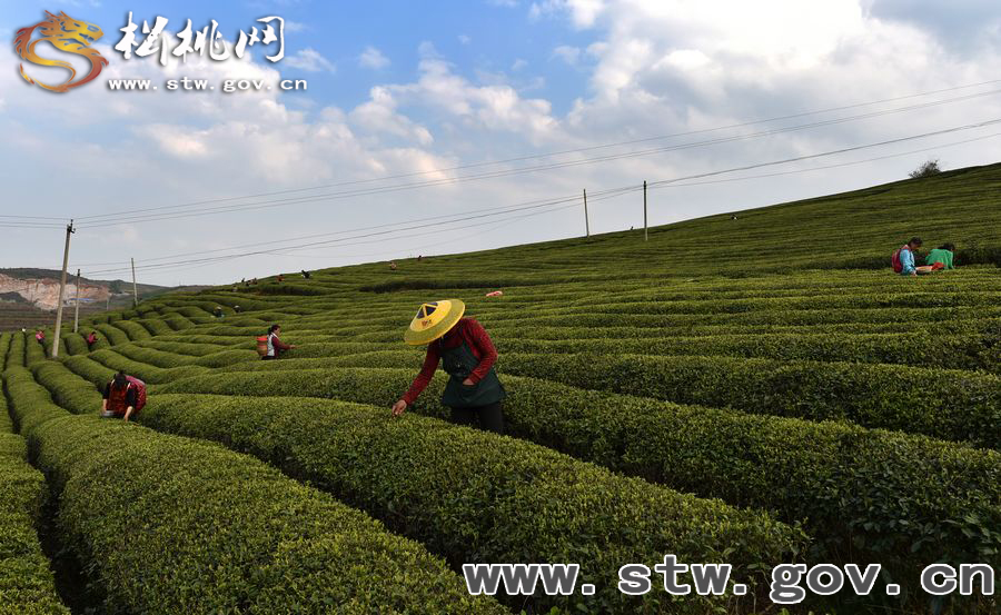 正大茶園，一道道靚麗的風景線