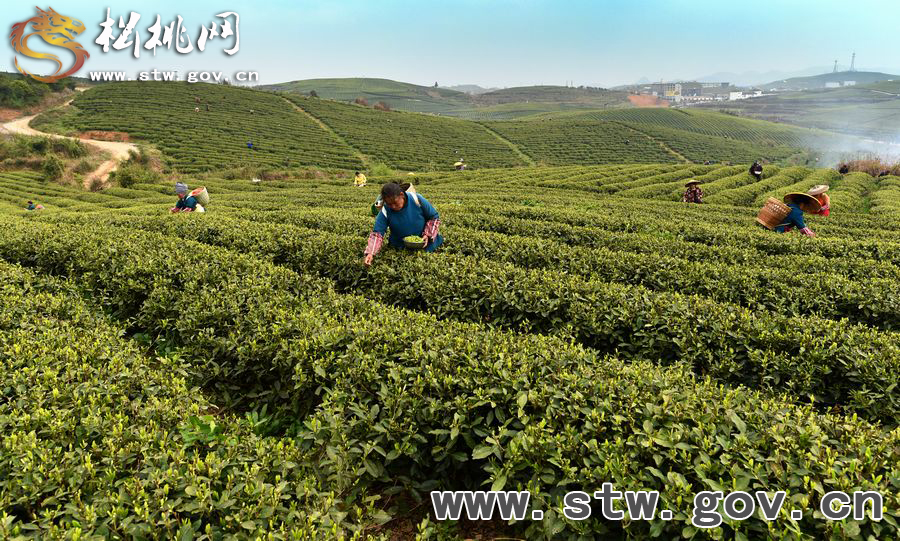 正大茶園，一道道靚麗的風景線
