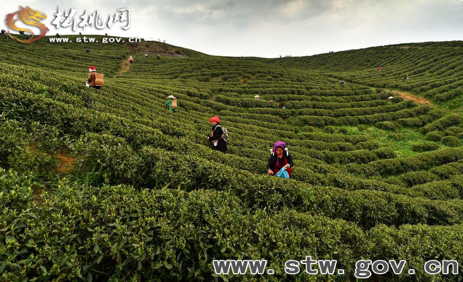 正大茶園，一道道靚麗的風(fēng)景線