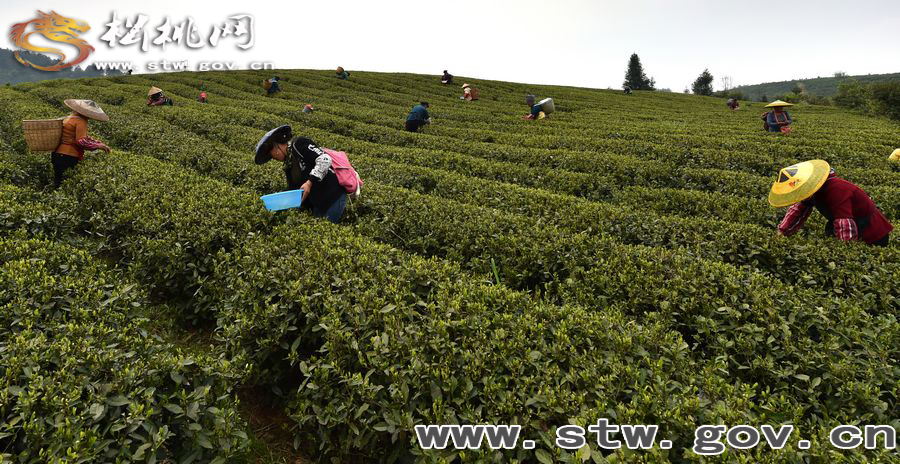 正大茶園，一道道靚麗的風(fēng)景線