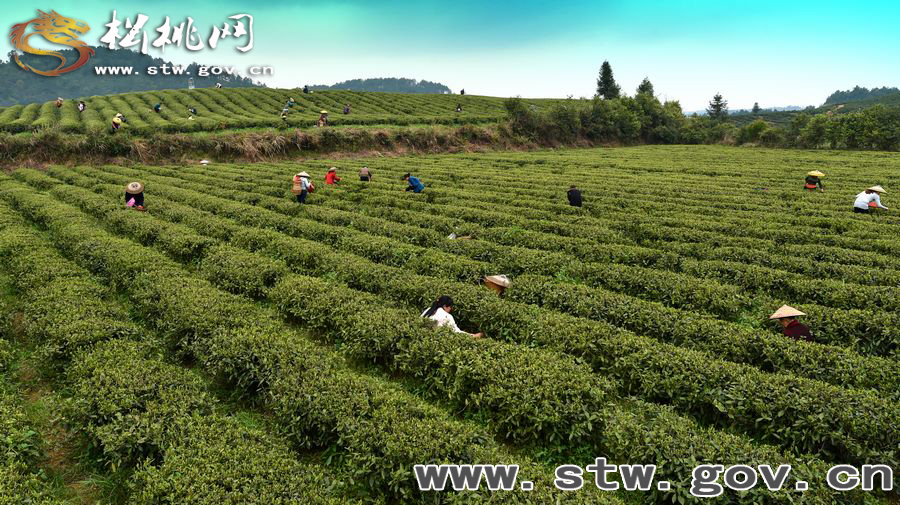 正大茶園，一道道靚麗的風(fēng)景線
