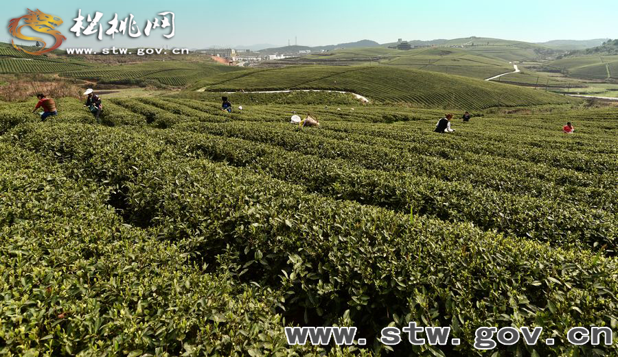 正大茶園，一道道靚麗的風(fēng)景線