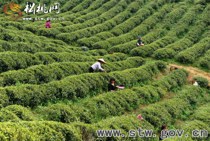 正大茶園，一道道靚麗的風(fēng)景線