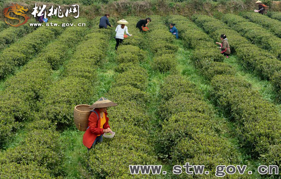 正大茶園，一道道靚麗的風(fēng)景線