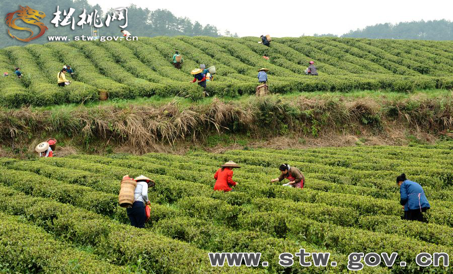 正大茶園，一道道靚麗的風景線