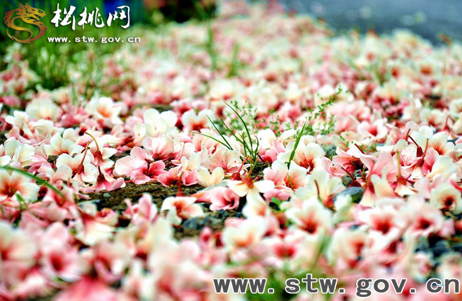 牛沙桐子花，穿過半個(gè)中國去看你