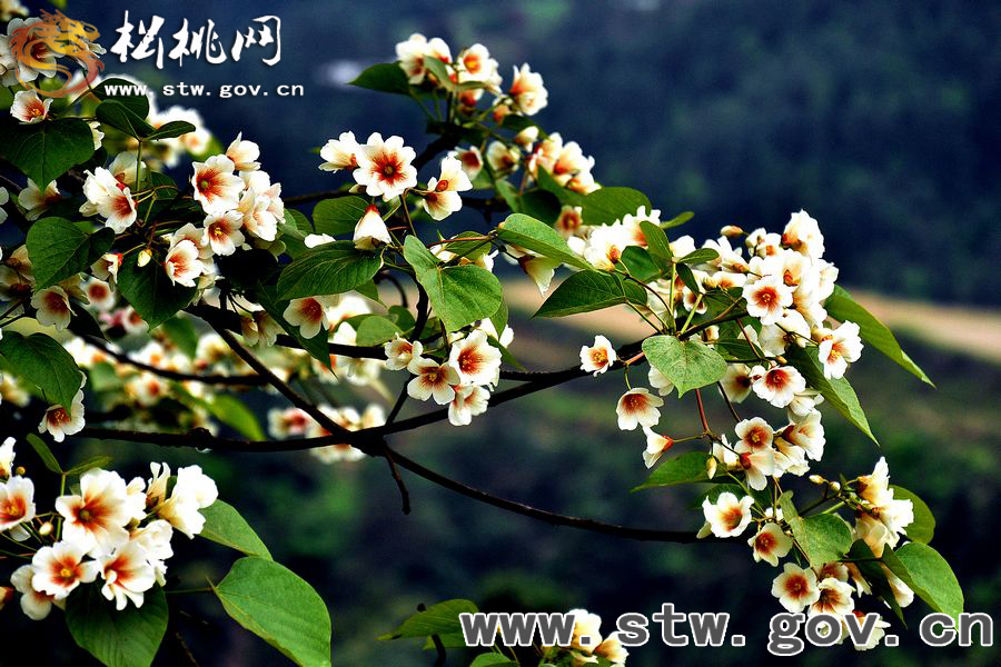 牛沙桐子花，穿過(guò)半個(gè)中國(guó)去看你