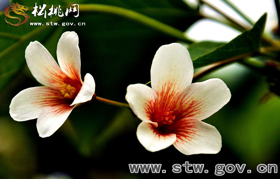 牛沙桐子花，穿過半個中國去看你