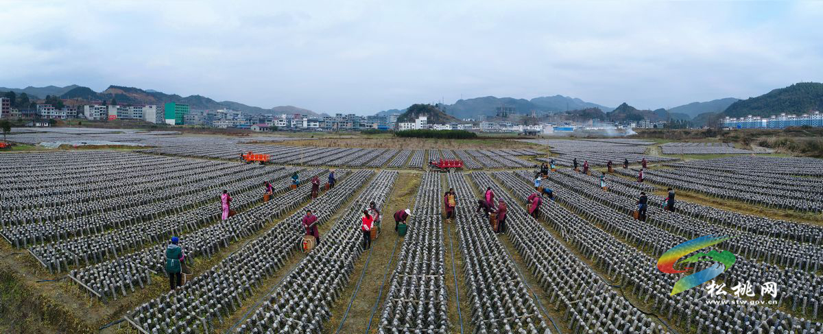 松桃•孟溪鎮(zhèn)黑木耳種植基地掠影