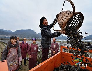 松桃•孟溪鎮(zhèn)黑木耳種植基地掠影