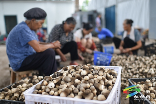 松桃：發(fā)展食用菌助農(nóng)增收