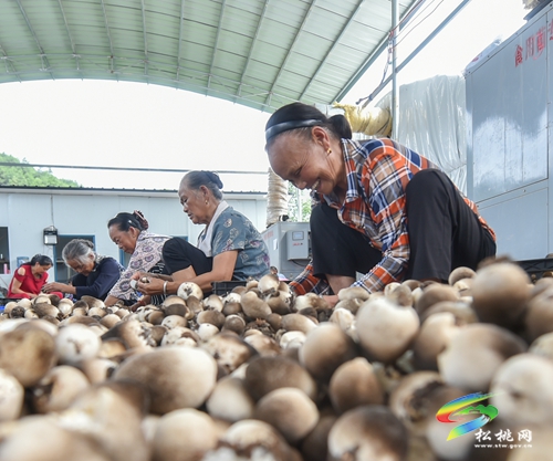 松桃：發(fā)展食用菌助農(nóng)增收