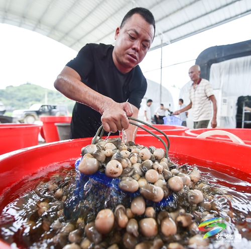 松桃：發(fā)展食用菌助農(nóng)增收