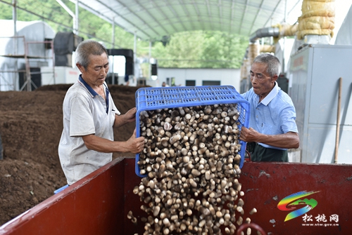 松桃：發(fā)展食用菌助農(nóng)增收