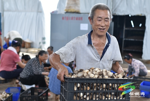松桃：發(fā)展食用菌助農(nóng)增收