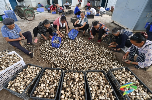 松桃：發(fā)展食用菌助農(nóng)增收