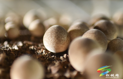 松桃：發(fā)展食用菌助農(nóng)增收
