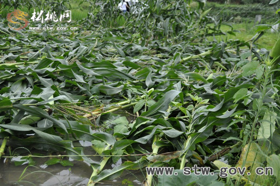 松桃連日暴雨 鄉(xiāng)鎮(zhèn)災情嚴重