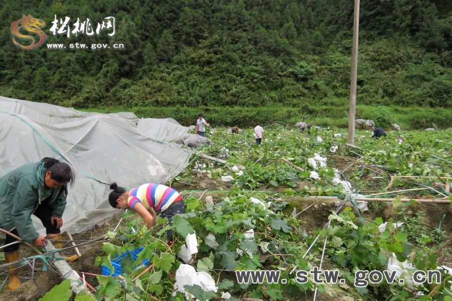 松桃連日暴雨 鄉(xiāng)鎮(zhèn)災情嚴重
