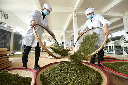 【沿著高速看變化⑦】正大鎮(zhèn)：兩棵茶樹的成長故事