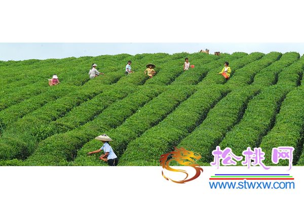 滕樹勇攝影作品賞析