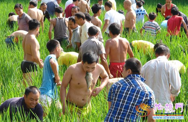 長興鎮(zhèn)大寨云村六月六稻田摸魚比賽