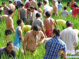 長興鎮(zhèn)大寨云村六月六稻田摸魚比賽