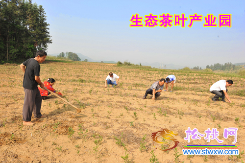 大路鄉(xiāng)后硐村“一園三區(qū)”富農(nóng)增收