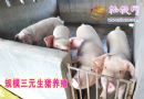 大路鄉(xiāng)后硐村“一園三區(qū)”富農(nóng)增收