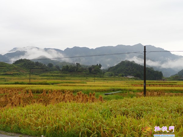 世昌道水村美麗的田園風(fēng)光