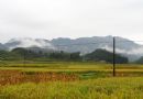 世昌道水村美麗的田園風光