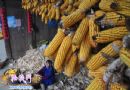 金色的農(nóng)家
