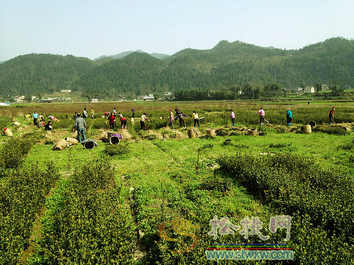 孟溪鎮(zhèn)安山村產(chǎn)業(yè)吹來致富風(fēng)