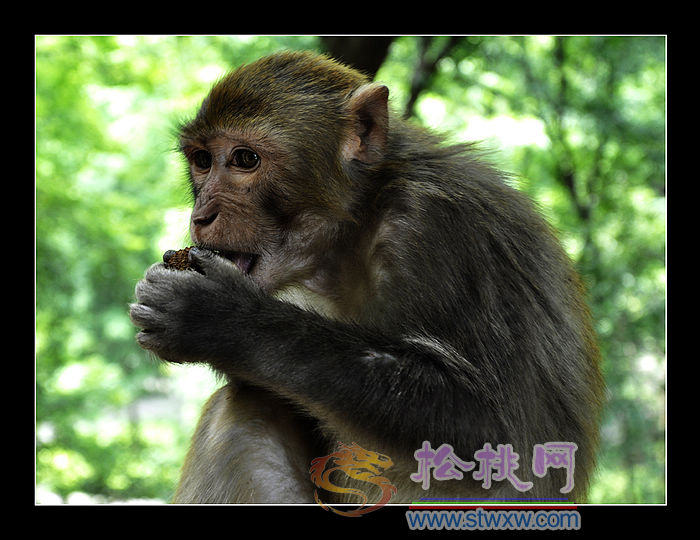 石亞玲風光攝影——猴聚桃花源