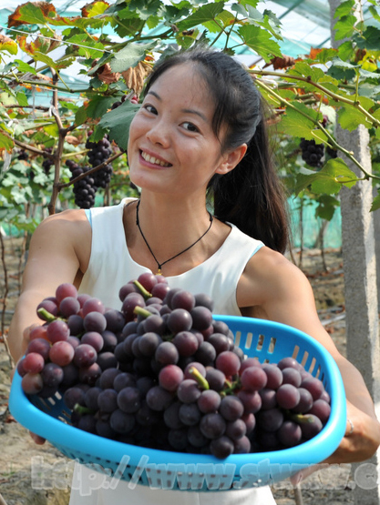 剪葡萄的姑娘