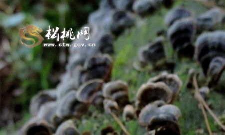 莎子風(fēng)光風(fēng)情攝影（一）