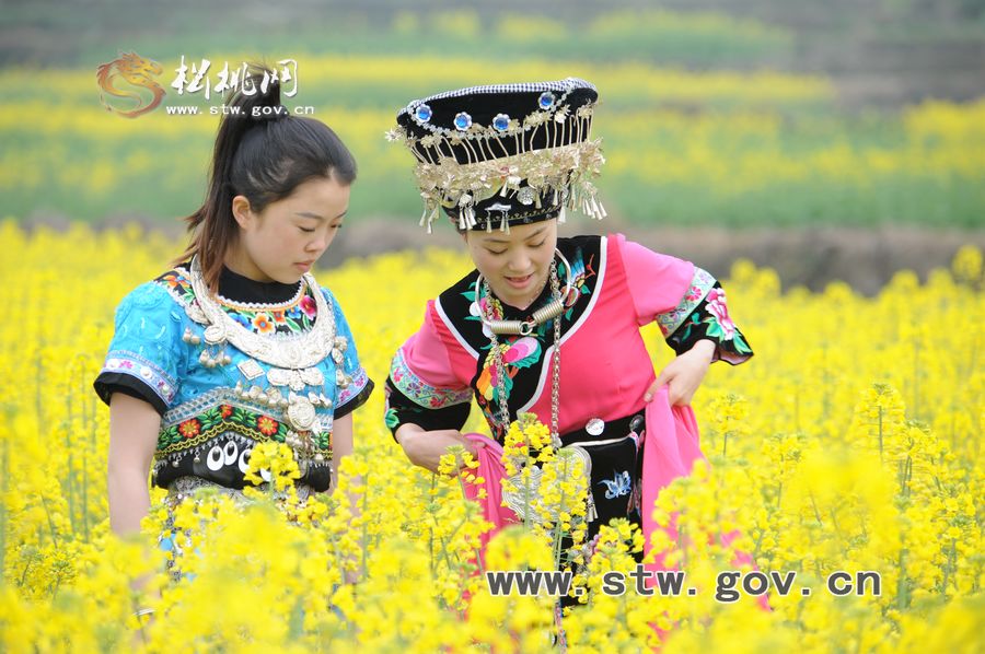 梵凈府城――孟溪，油菜花開了